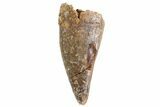 Undescribed Tyrannosaur Premax Tooth - Texas #67576-1